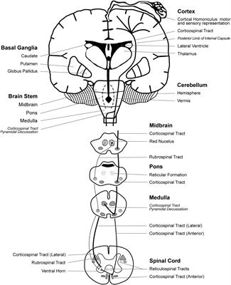 Neuromuscular impairments of cerebral palsy: contributions to gait abnormalities and implications for treatment